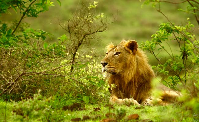 Gujarat Wildlife and Culture Tour