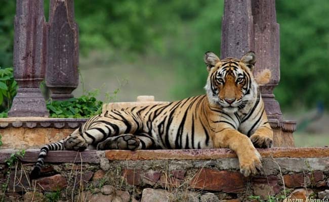Golden Triangle with Ranthambore